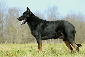 Beauceron: Beauceron Dog - side view
