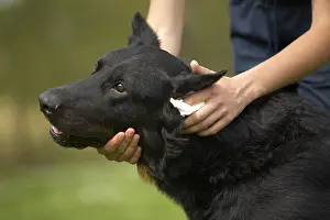 Sense: Beauceron ear beeing cleaned
