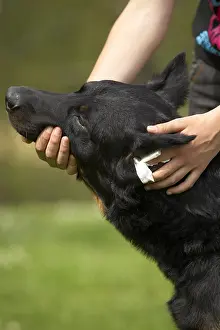 Sense: Beauceron ear beeing cleaned