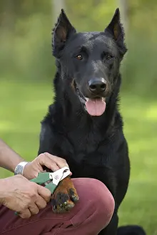 Sense: Beauceron getting claws cut