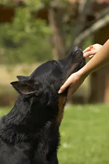 Sense: Beauceron getting medicine