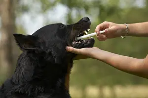 Needles: Beauceron getting medicine