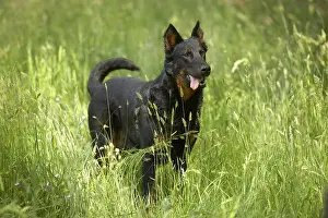 Sense: Beauceron in tall grass