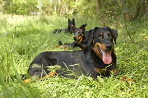 Aestival: Beaucerons lying in the grass