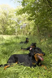Aestival: Beaucerons lying in the grass