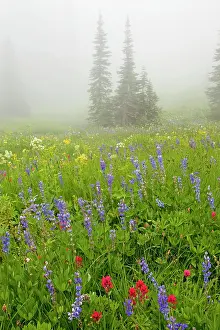 Paintbrushes: Beautiful alpine wildflowers, including lupins