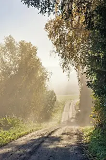 Swedish: Beautiful backlight by a dirt road in a forest i