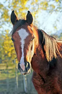 260419: Beautiful Bay Arabian Colt standing at pasture