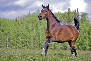 Cantering: Beautiful Bay Arabian Mare cantering in meadow of