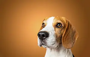 Shoot: Beautiful beagle dog isolated on brown background
