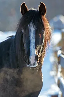 Stallion: Beautiful black Arabian Stallion standing outside