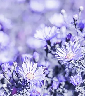 Daisy: Beautiful blue flowers Sapphire Mist Aster with