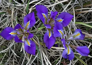Cretan: Beautiful blue Iris. The Peloponnese form of cretan iris
