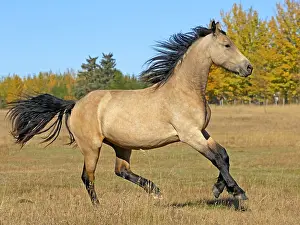 Buckskin: Beautiful buckskin Horse, partbred Friesian Colt