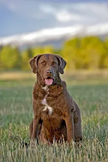 Farmers: Beautiful Chesapeake Bay Retriever sitting in farmers