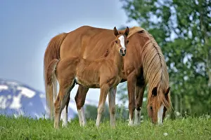 Foals: Beautiful Chestnut Arabian Mare and here curious