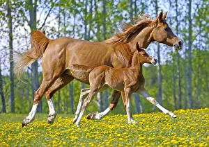 Filly: Beautiful chestnut Arabian Mare with few day old