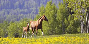 Hoofed: Beautiful chestnut Arabian Mare and Foal running