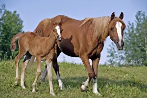 Chestnut: Beautiful chestnut Arabian Mare and Foal walking