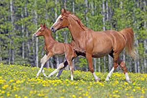 080519: Beautiful chestnut Arabian Mare and few week old
