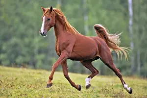 Elegance: Beautiful Chestnut Arabian Stallion running on meadow
