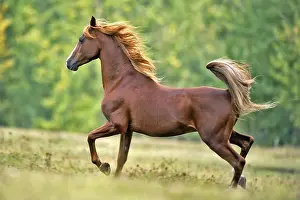Trotting: Beautiful chestnut Arabian Stallion trotting on