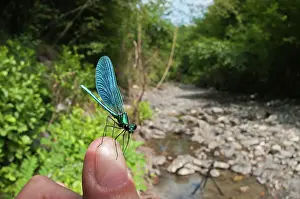 Calopteryx: Beautiful Damoiselle male on finger