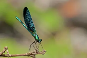 Calopteryx: Beautiful Damoiselle male on twig