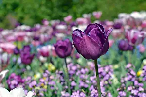 Awakening: Beautiful dark violet Negrita Tulip (Tulipa) flower