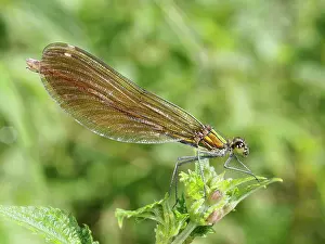 Calopteryx: Beautiful Demoiselle
