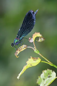 Calopteryx: Beautiful Demoiselle