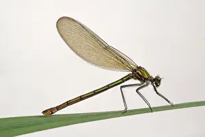 Devon: Beautiful demoiselle