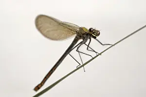 Devon: Beautiful demoiselle