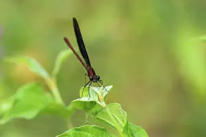 Odonate: BEAUTIFUL DEMOISELLE