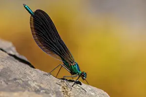 Calopteryx: Beautiful demoiselle (Calopteryx virgo)