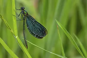 Brook: Beautiful demoiselle (Calopteryx virgo)