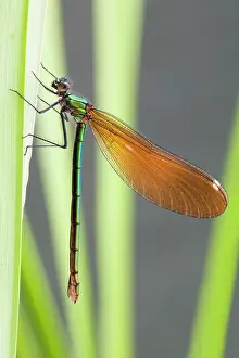 Calopteryx: Beautiful Demoiselle - female