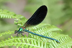 Calopteryx: Beautiful Demoiselle - male