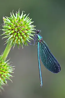 Calopteryx: Beautiful Demoiselle - male
