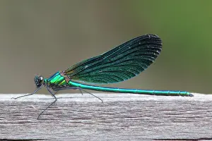 Calopteryx: Beautiful Demoiselle - male