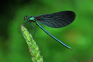 Calopteryx: Beautiful Demoiselle male