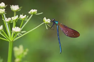 Calopteryx: Beautiful Demoiselle male on Hemlock Water Dropwort