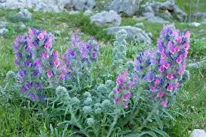 Bugloss: A beautiful endemic Bugloss