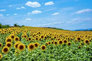 Sunflower: A beautiful field of sunflowers in a field of Ca