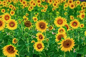 Annuus: Beautiful field with sunflowers (Helianthus annu