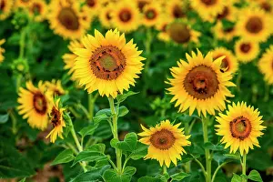 Annuus: Beautiful field with sunflowers (Helianthus annu