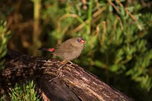 Bella: Beautiful Firetail