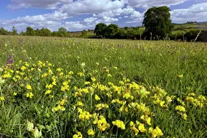 Corniculatus: Beautiful flower-rich Grassland - with Bird's Foot