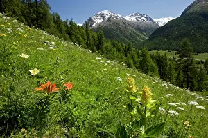Lillies: Beautiful flowery alpine hillside - with Orange