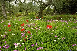 Olives: Beautiful flowery old olive groves in spring, with